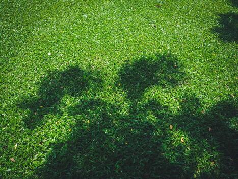 Soft green lawn in close-up for environmental theme photo