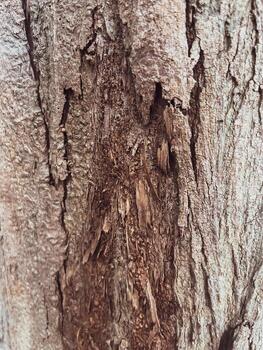 Dry cracked bark surface for rustic nature background photo