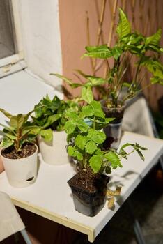 A Beautiful Arrangement of Indoor Plants on a Table Featuring Varied and Lush Foliage photo