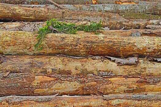 --trunks and pine branches piled up trunks and pine branches piled up photo