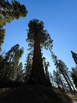 gigante secoya arboles en secoya nacional parque, California, a nosotros, mariposa arboleda de gigante árbol, general Sherman gigante secoya árbol mas grande árbol foto