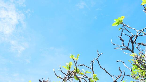 azul cielo y nubes con verde hojas y árbol ramas en el primer plano foto
