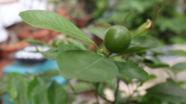 de cerca de un pequeño, inmaduro verde Lima creciente en un árbol rama con lozano hojas. foto