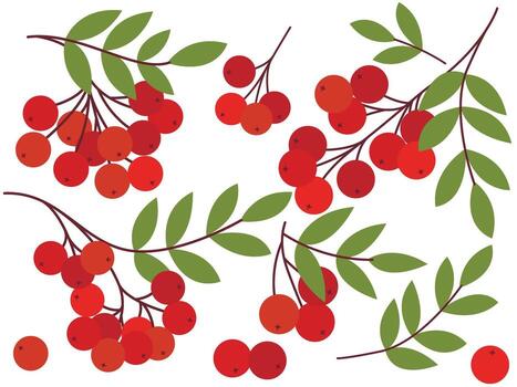 Hand drawn set of ripe rowan berries. Red orange fresh berries of different variations - on branch with foliage, in group, single isolated on white background. Autumn natural decor, elements vector