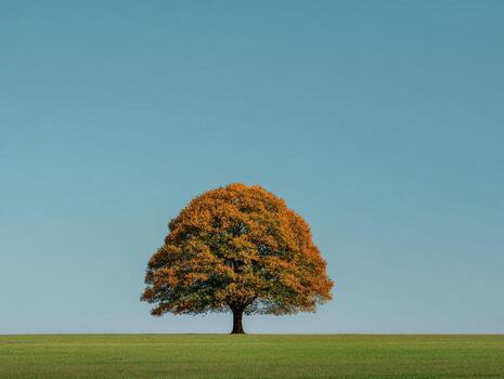 One Oak Tree In Autumn In A Simple Landscape photo