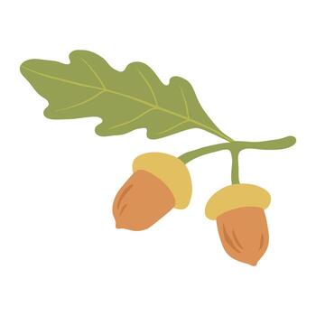 Acorns with a leaf on an oak branch. Autumn forest element simple illustration isolated on a white background. vector