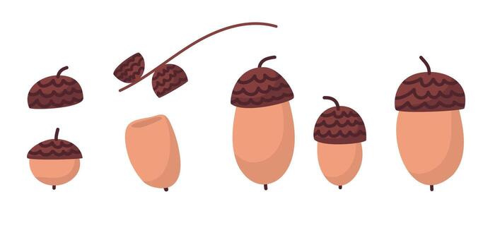 Oak acorns of different sizes with branch and caps vector