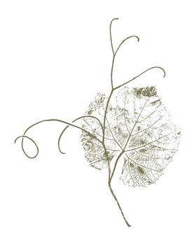 Grapevine imprint, grape leaf with curly tendrils, botanical stamp on white background. vector