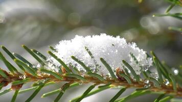 Macro close-up of sparkling snow and ice crystals on a pine or fir branch with a blurred background. video