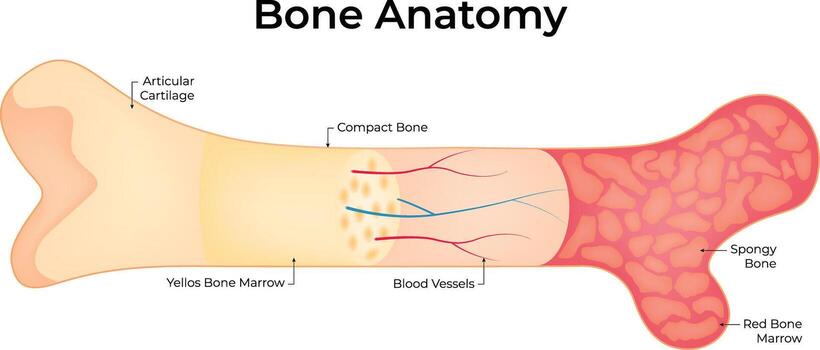 Diagram of human bone anatomy vector