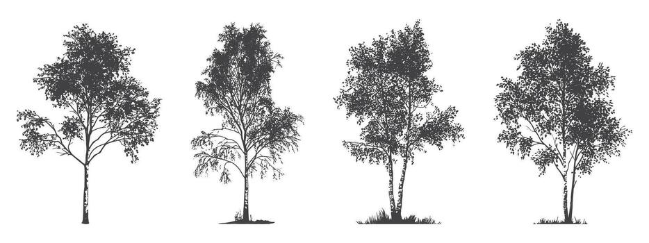 cuatro abedul árbol bocetos recopilación, un conjunto de cuatro diferente detallado bocetos de abedul árboles, exhibiendo su distintivo ladrar y follaje para artístico y con temas de la naturaleza diseños vector
