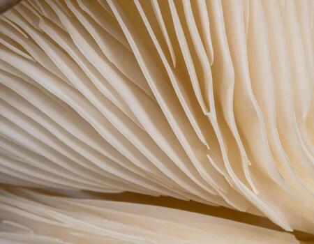 A close up of a mushroom with white ripples photo