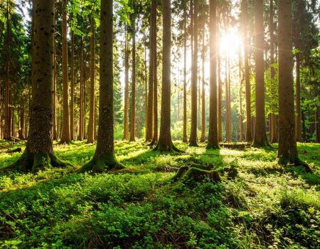 Serene forest scene where sunlight filters through tall trees, creating tranquil atmosphere filled with lush greenery and soft shadows. vibrant foliage enhances peaceful ambiance photo