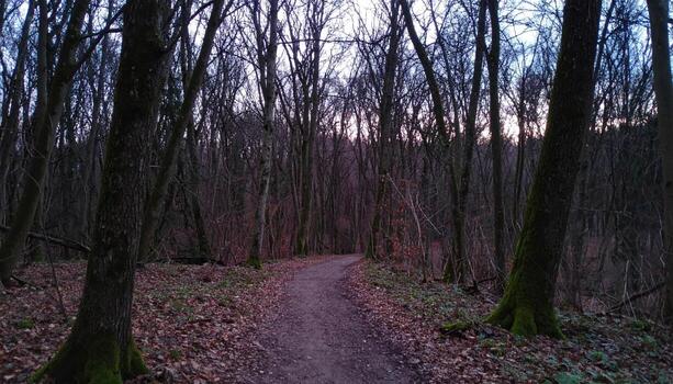 Dirt path winds through dense, leafless forest during dusk, creating peaceful yet mysterious atmosphere with soft purple and blue hues in sky, evoking calmness and curiosity photo