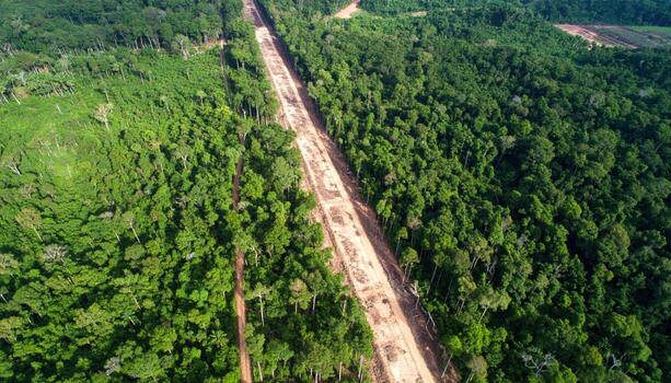 Aerial view of forest with dirt road cutting through dense green trees, showing deforestation activity in lush environment, with vibrant foliage and clear sky above photo