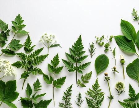 Various green plants arranged in a circle on a white background photo