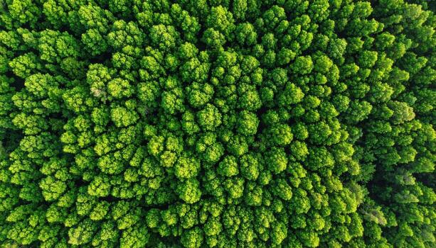 lozano verde bosque visto desde arriba, exhibiendo denso pabellón de arboles ese crea vibrante tapiz de naturaleza. escena evoca sentido de tranquilidad y conexión a ambiente foto