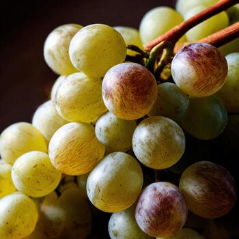 Cluster of mature green table grapes photo