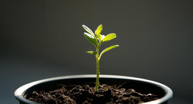 Seedling in a pot with soil photo