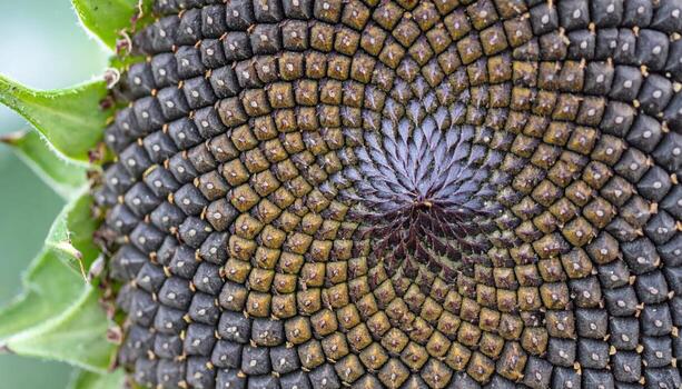 Macro close up of sunflower seeds in center spiral with copy space background, perfect for nature themes, botanical studies, organic food projects, pattern visuals, and environmental design concepts. photo