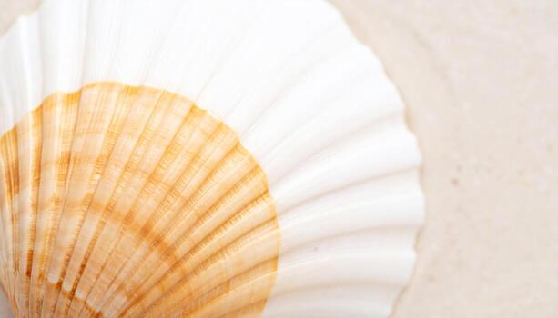 Macro photo of seashell texture on sandy background, highlighting natural marine surface, coastal nature detail, beach environment, ocean theme, and summer holiday concept.