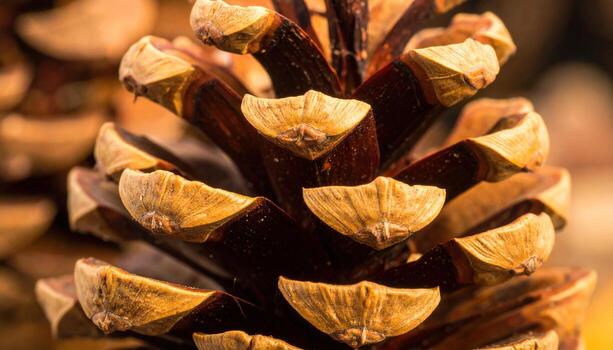 Close up photo of pinecone scales with warm tones, highlighting natural texture, forest detail, organic pattern, seasonal atmosphere, and rustic environmental background.