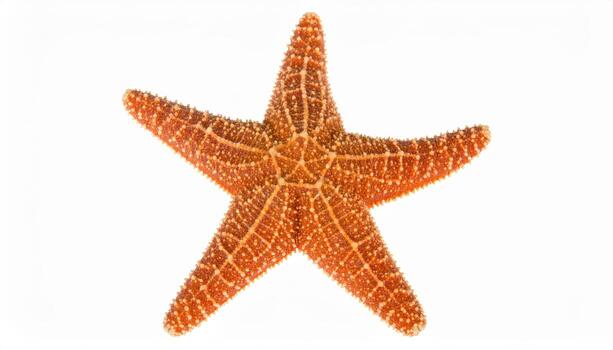 Macro close up of starfish arm detail with copy space background, suitable for marine biology themes, ocean life projects, sea creature visuals, natural texture studies, and coastal environment design photo
