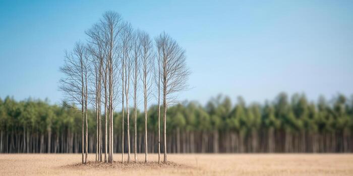 bare trees in field with green forest background, Ecosystem impact of deforestation concept photo