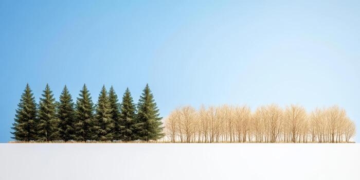 Time lapse scene of forest turning barren showing green pine trees and leafless trees clear sky photo