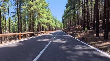 A road in the middle of a pine video