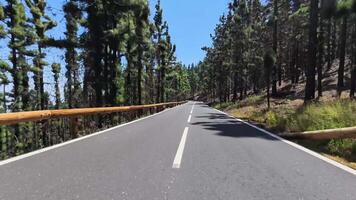 A road in the middle of a forest with trees on both side video