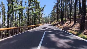 A road in the middle of a forest video