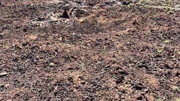 explorador único volcánico ecosistemas dónde vegetación dinamicamente prospera en un constantemente cambiando ambiente video