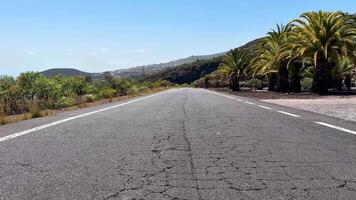 A peaceful road lined with tall palms under a bright blue sky, perfect for travel or relaxing strolls video