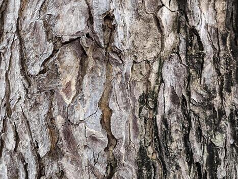 Different textures and shapes of tree bark with a bark background photo