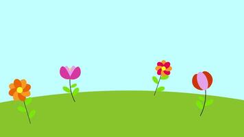 een mooi kleurrijk bloemen bloeiend in een tuin gedurende lente video