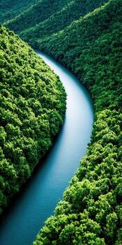 River in the forest photo