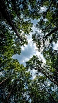 Lush treetops frame a bright sky in serene forest photo