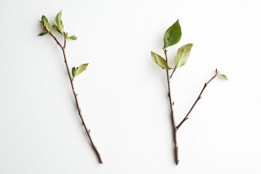 Two twigs with leaves on a white background photo