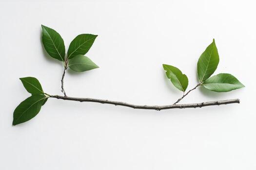 A branch with leaves on it and a white background photo