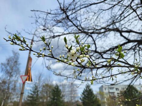 A blooming plum branch in early spring, with a cloudy sky and bare tree branches in the background. photo