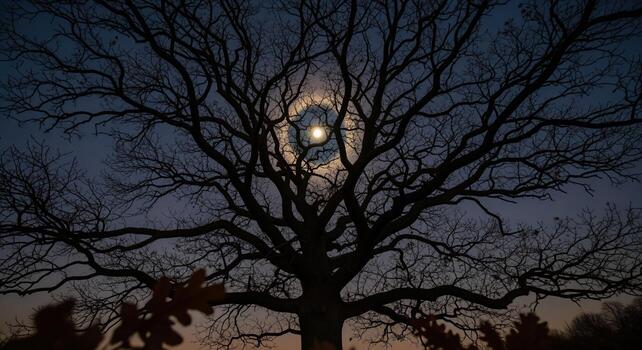 Dramatic silhouette of a bare ancient oak tree with the moon shining through its branches at twilight. photo