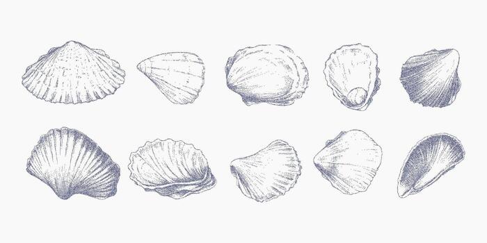 Set of shell prints. Brush stroke with halftone threshold, speckled dust layer and soft grain grit. Faded ink fill and retro noise pattern. vector