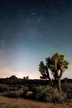 Starry night over desert with Joshua tree photo