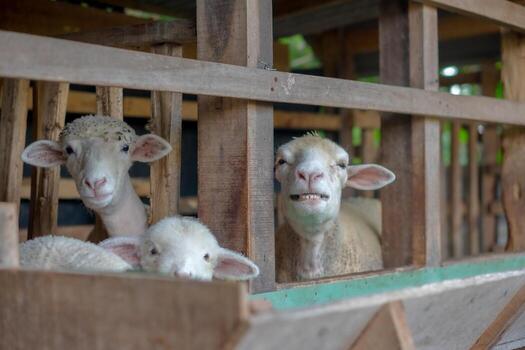 Three sheep inside a wooden pen show unique expressions, from calm to playful, creating a natural and authentic rural farm atmosphere full of character. photo