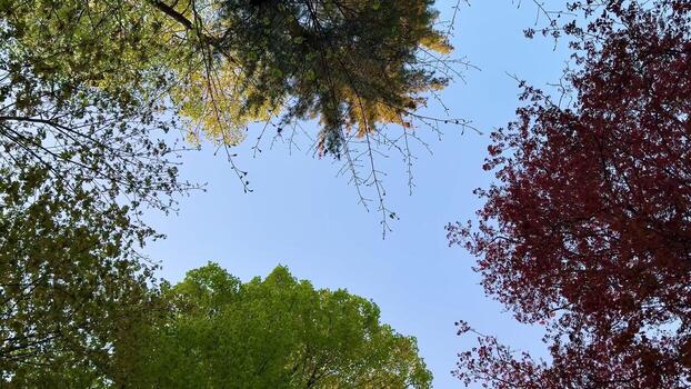 A view up into the trees from below photo