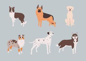 conjunto de grande y medio tamaño perro razas, tal como dálmata, alemán pastor, frontera collie y otros. plano estilo ilustración. Servicio perros vector