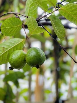 Green guavas on a branch photo
