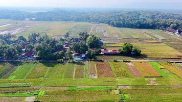 A residential area in the middle of a rice field that has been harvested. A beautiful view from above taken using a drone free videos