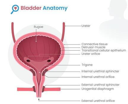 Diagram of bladder anatomy and structures vector